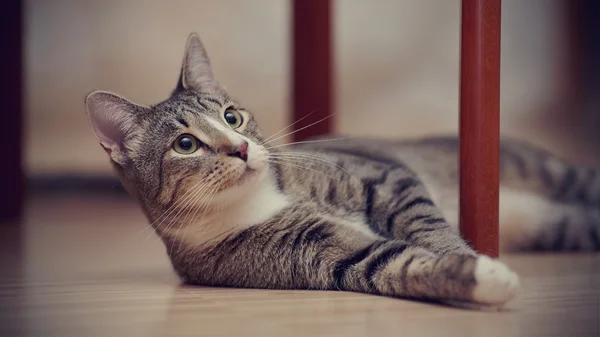 Striped cat with white paws plays