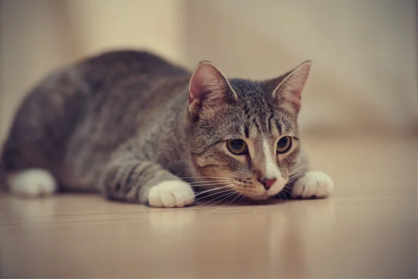 Domestic striped cat with white paws