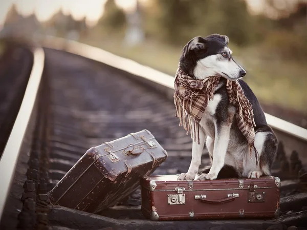 The dog sits on a suitcase on rails