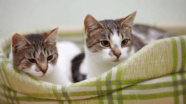 Portrait of two cats.