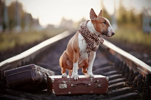 English bull terrier on rails with suitcases.