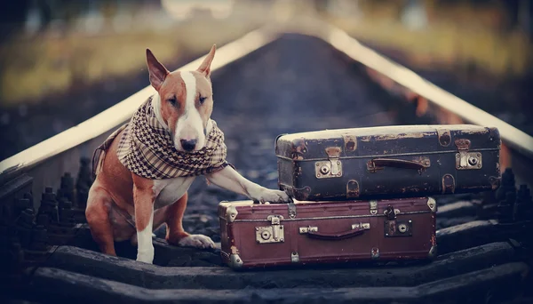 English bull terrier on rails with suitcases.