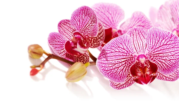 Pink orchid Phalaenopsis.