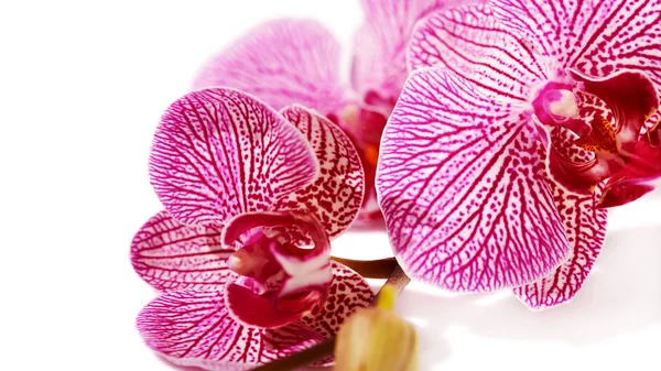 Pink orchid Phalaenopsis.