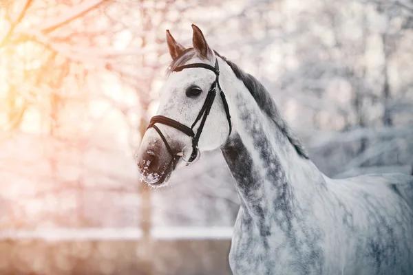 Portrait of a gray sports horse in the winter