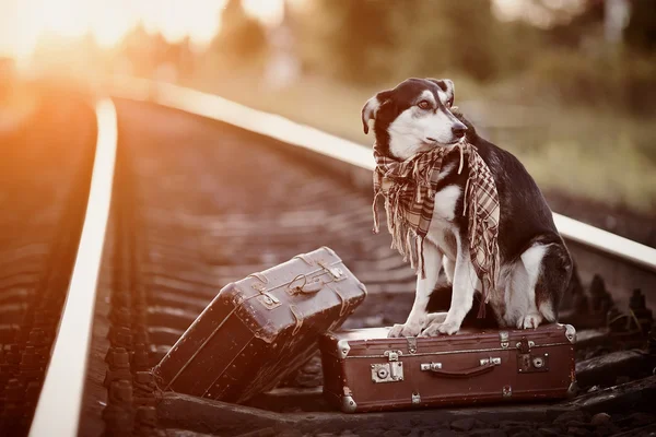 Mongrel on rails with suitcases.