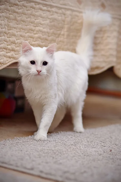 White fluffy cat.