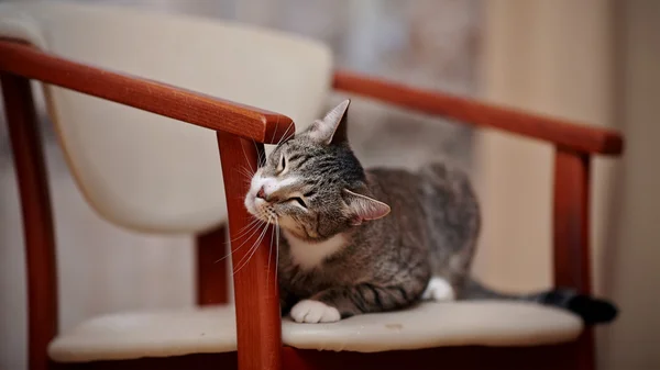 Domestic tender striped cat with white paws on a chair.