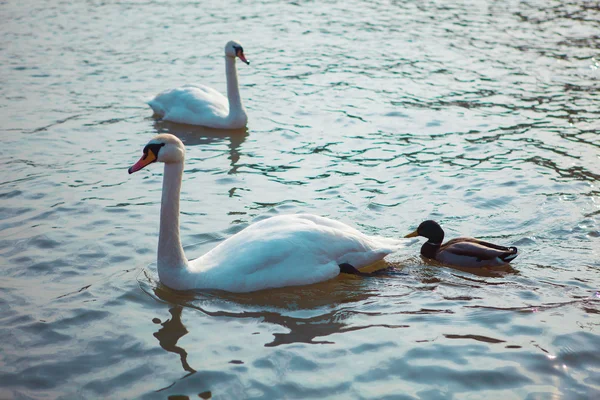 Poland. Swans swimming on the river