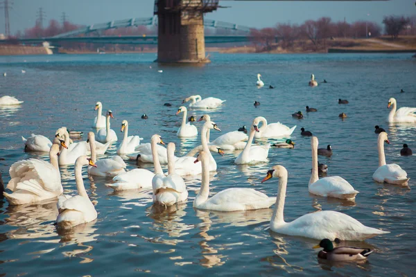 Poland. Swans swimming on the river