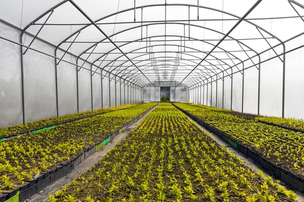Horticulture industry - green plants growing in industrial green