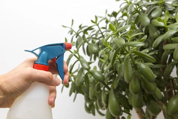 Hand sprays water on indoor plant