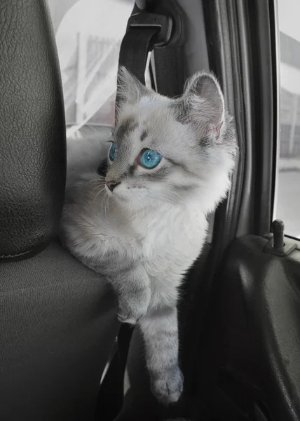 Cat sits in car on passenger sitting