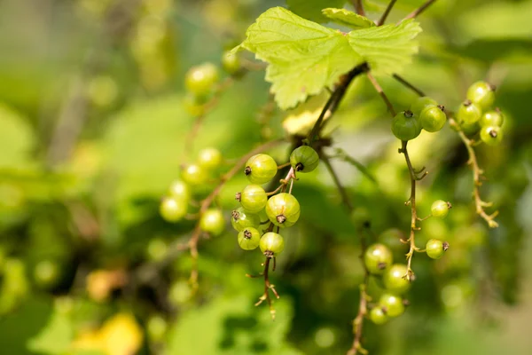 Gardening topic: bush ripe green currant