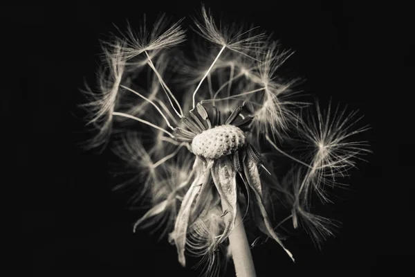 Dandelion flower on black