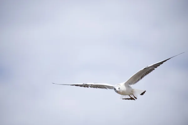Seagull bird in  sky