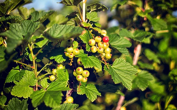 Green red currants