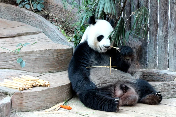 Panda animal eating straw