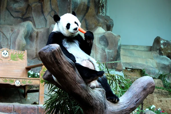 Panda animal eating carrot