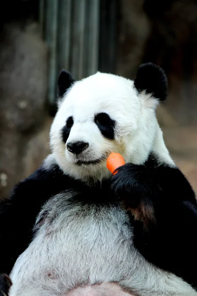 Panda animal eating carrot