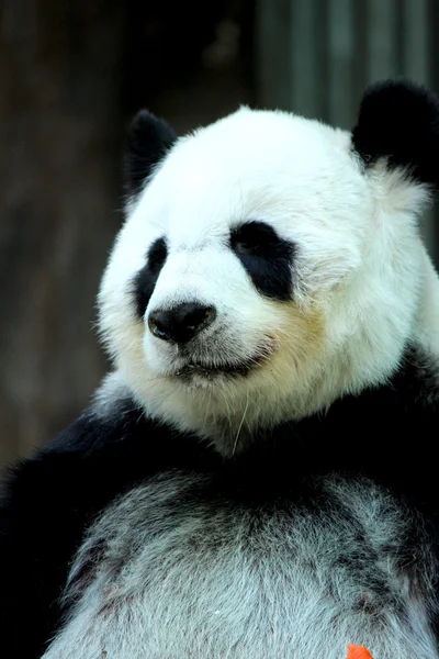 Close-up portrait of Panda