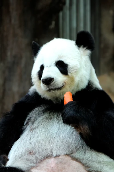 Panda animal eating carrot