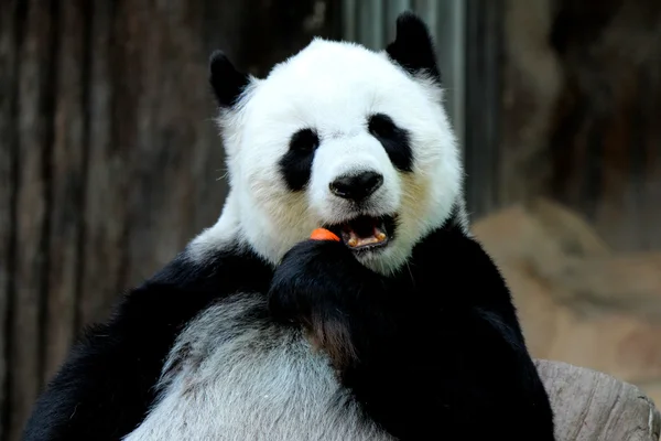 Panda animal eating carrot