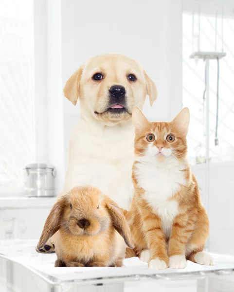 Labrador puppy and kitten, looking