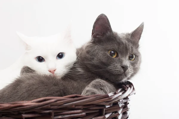 Two cats in a wicker basket on a white background