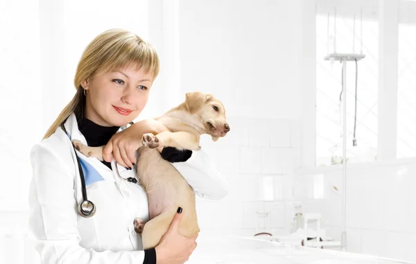 Veterinarian and Puppy in the clinic