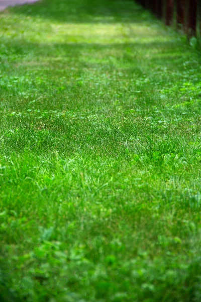 Grass view with shallow depth of field