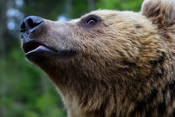 The muzzle of a brown bear