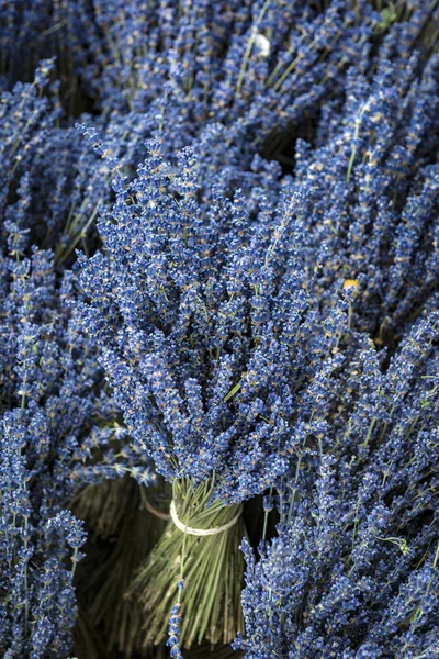 Bunch of lavender flowers in a lavender Store