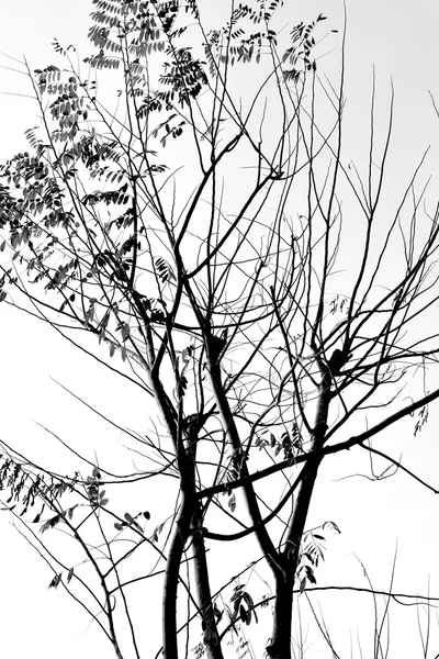 Detailed tree branches (black and white)