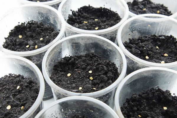 Planting seeds for seedlings in plastic glasses