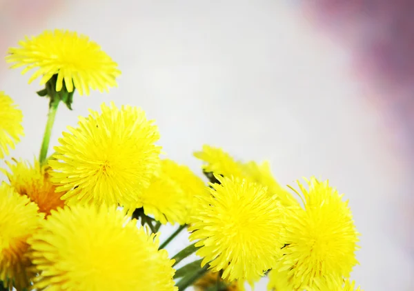 Flower composition with bright yellow dandelions in the corner