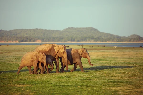 Elephants family on their walk