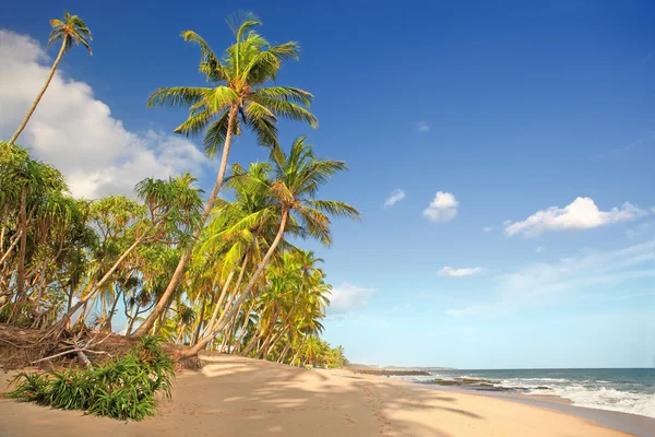 Palm trees rising to the sky