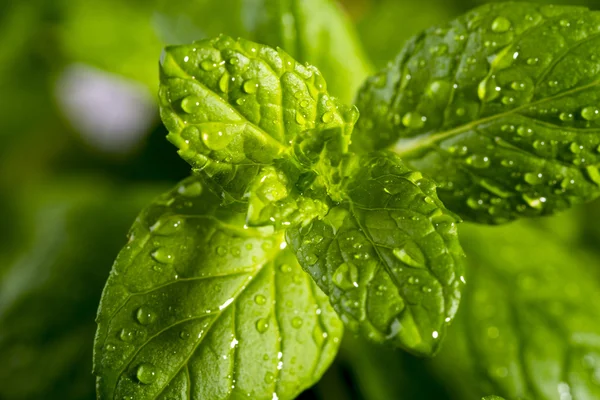 Fresh mint drops of dew