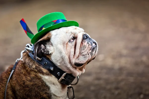 English bulldog wearing St Patricks Day hat