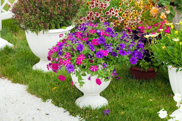 Garden flowers of different colors in pots