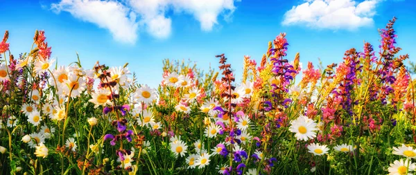 Flowers on a meadow and the blue sky