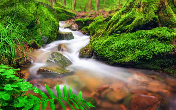 Forest brook in moss-covered environment