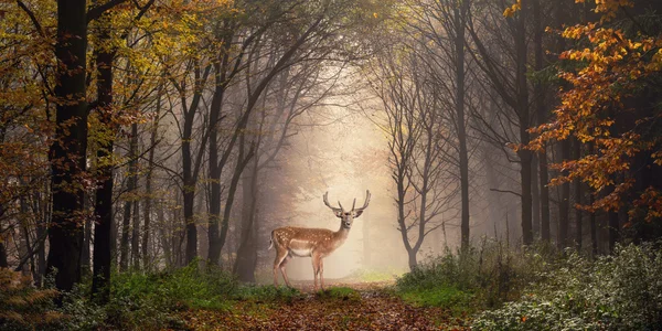 Fallow deer in a dreamy forest scene
