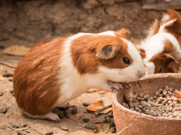 Cute guinea pig feeding.