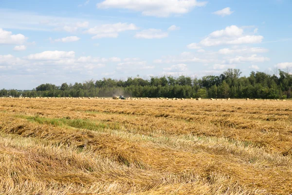 Mown wheat and straw