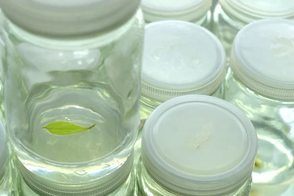 Plant tissue culture