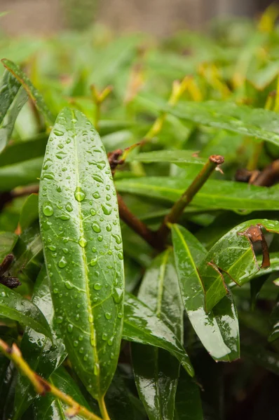 One long green leaf on a background with enother leafs