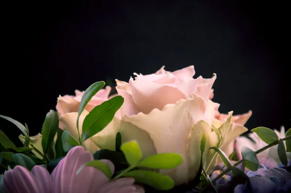 Delicate light-pink roses closeup profiled on a black and other flowers background