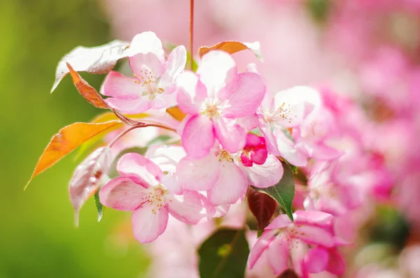 Beautiful spring flowers pink color on trees